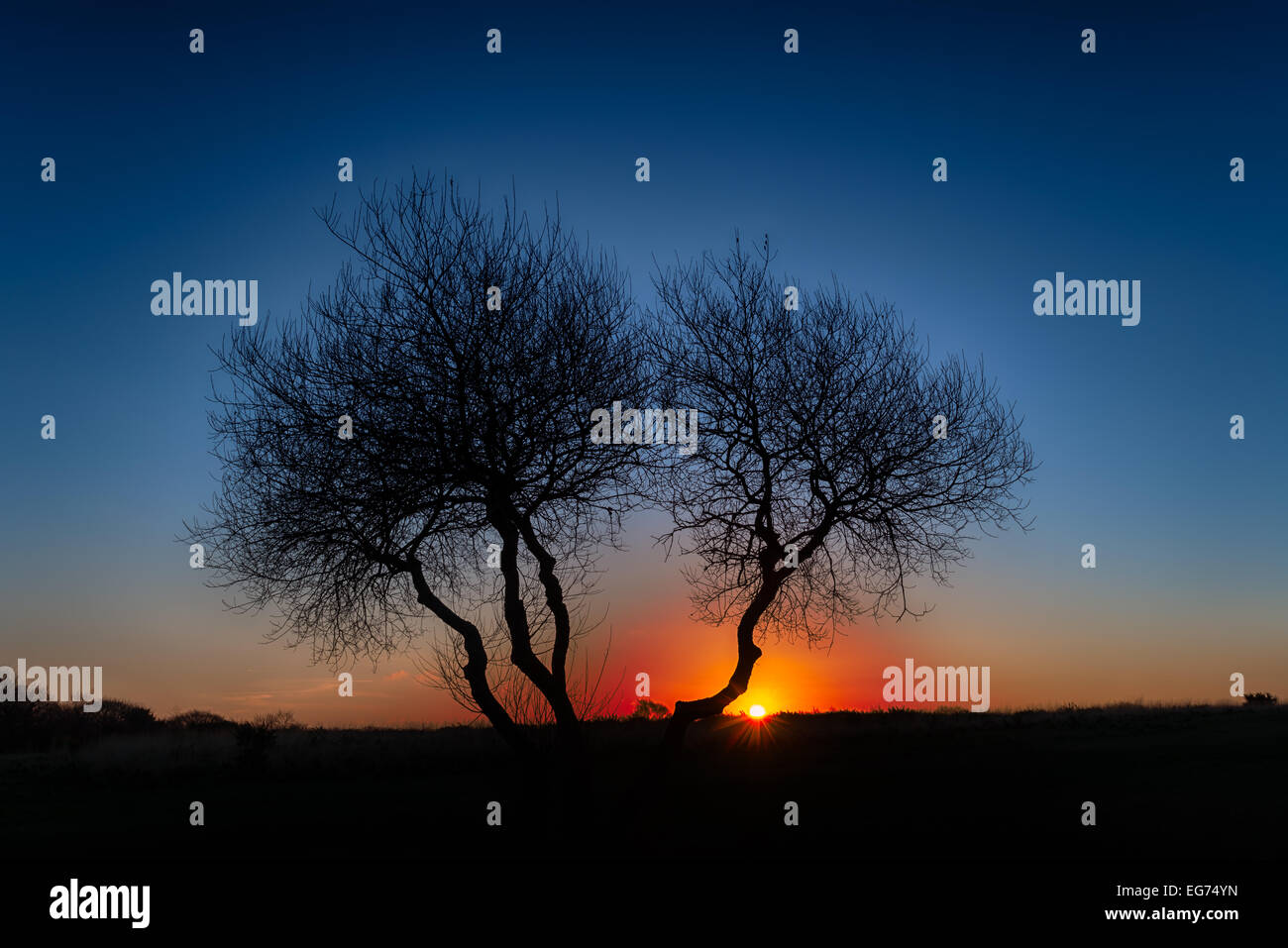 Schöne Silhouette der Bäume bei Sonnenaufgang Stockfoto