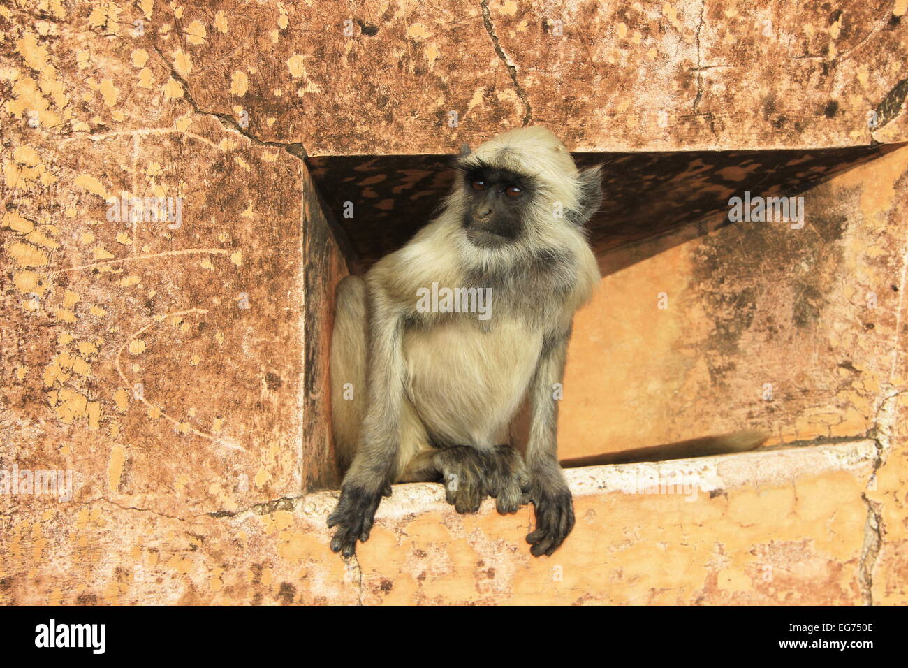 Affe peeping durch vorsichtig außerhalb von der Sicherheit des Gebäudes Stockfoto