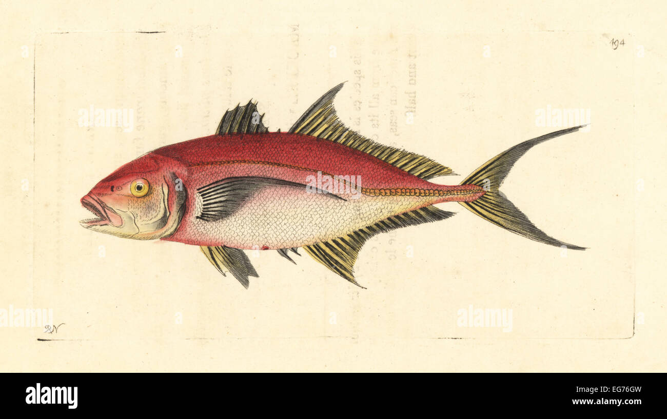 Bar-Makrelenschwarm, Caranx Ruber (als rote Mackrel, Stöcker Rubra). Stockfoto