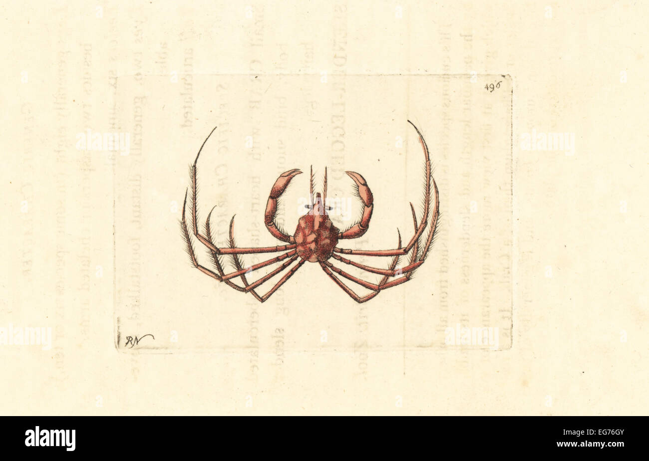 Leach Seespinnen, Inachos Phalangium (schlanken Beinen Krabbe, Krebs Phalangium). Stockfoto