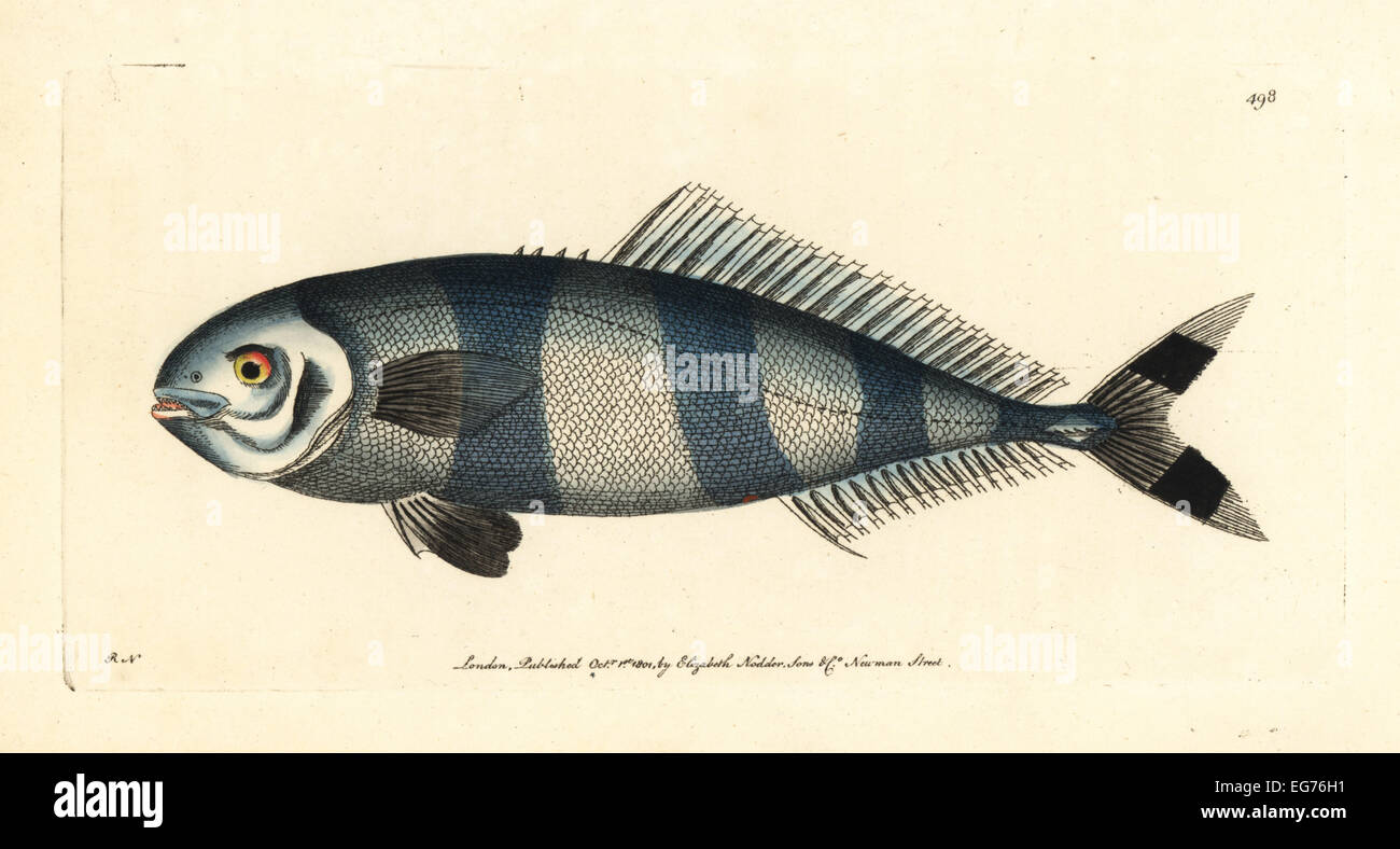 Pilot Fisch, Naucrates Fortschreitens (pilot Mackrel, Stöcker Komple-). Stockfoto