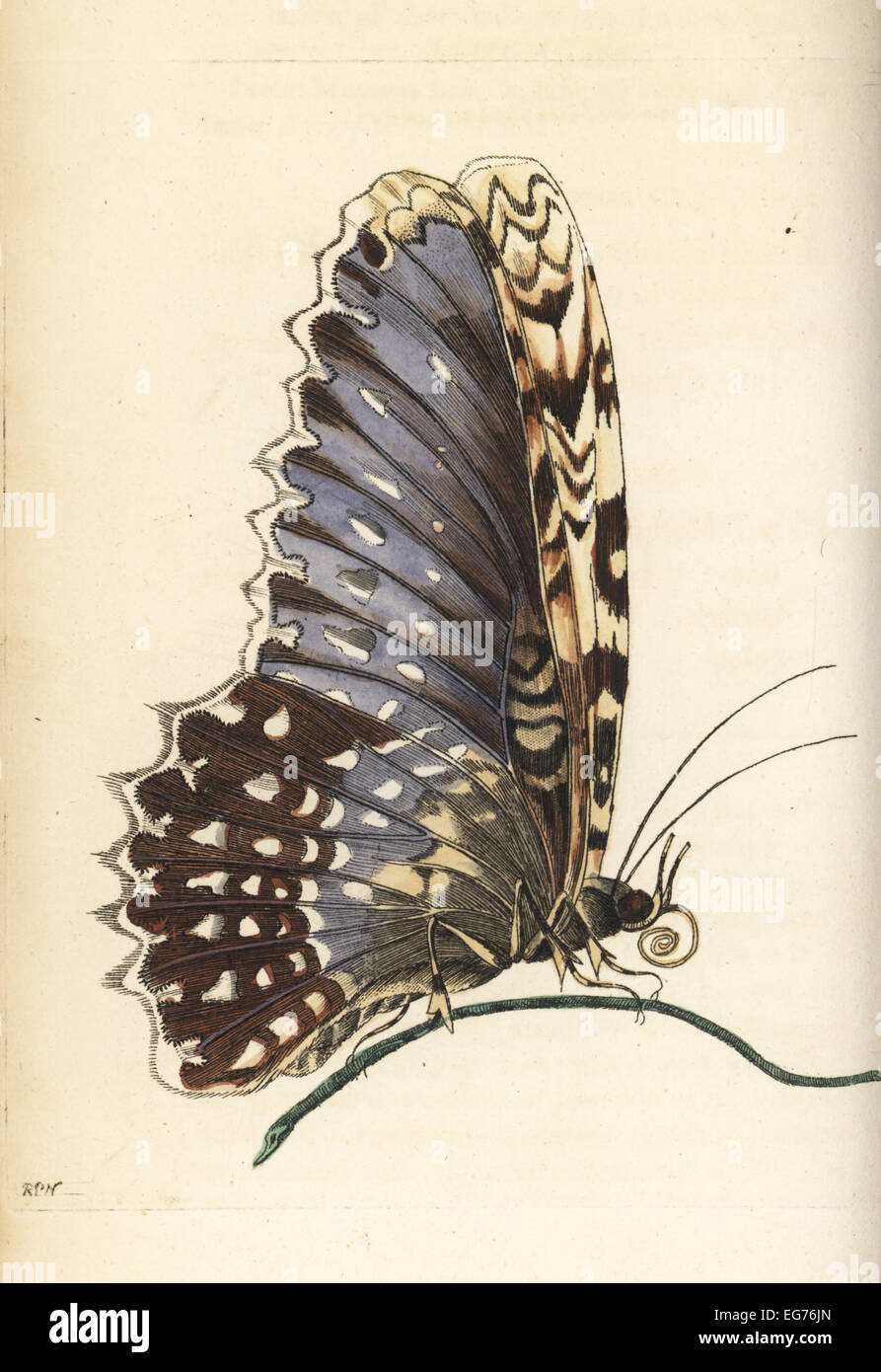 Weiße Hexe Motte, Thysania Agrippina (Agrippina Schmetterling, Phalaena Agrippina). Abbildung gezeichnet und gestochen von Richard Polydore Nodder nach Maria Sibylla Merian. Handkoloriert Kupferstich von George Shaw und Frederick Nodders der Naturforscher Vermischtes, London, 1802. Stockfoto