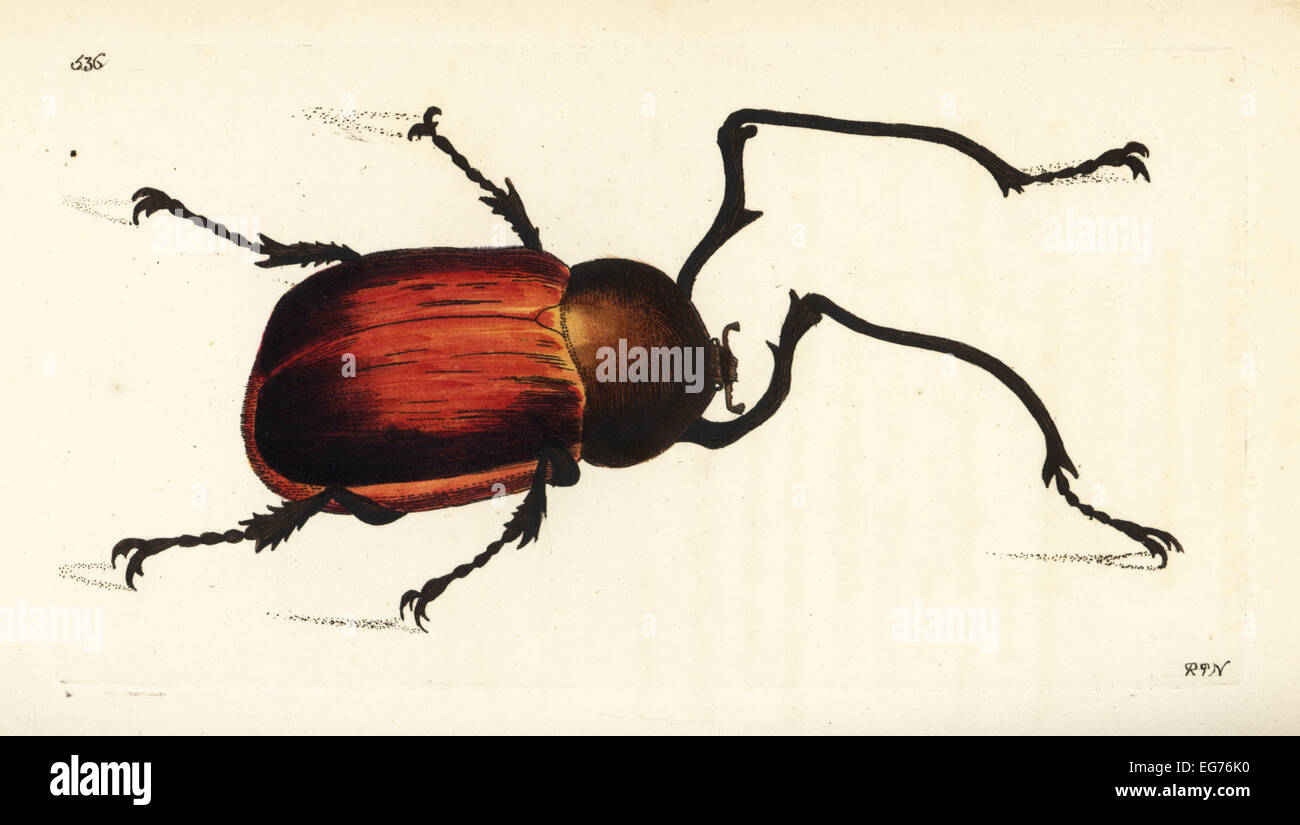 Langarmige Chafer Käfer, Euchirus Longimanus (langarmige Käfer, Scarabaeus Longimanus). Stockfoto