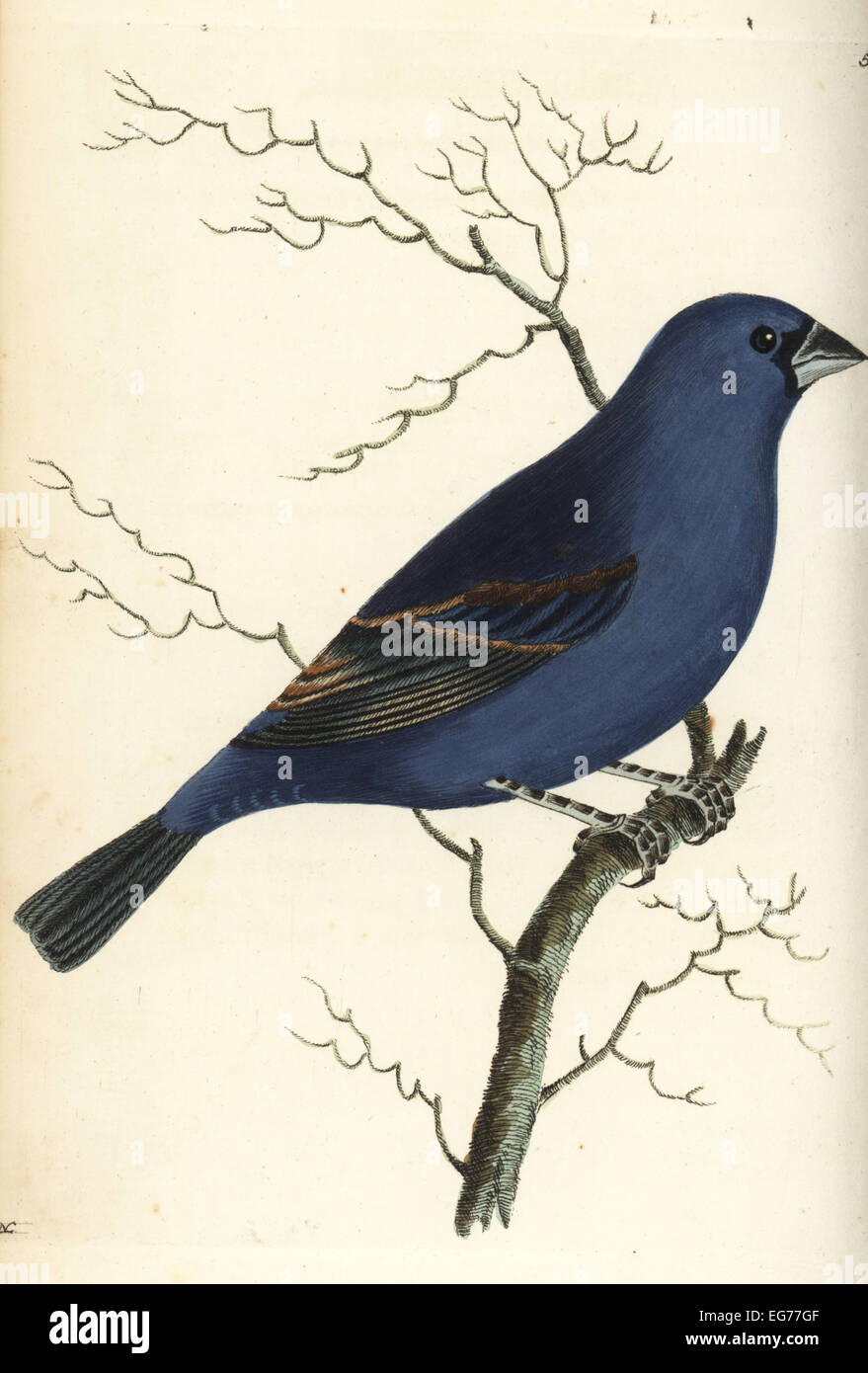 Blaue Kernbeißer, Passerina Caerulea (blaue Grossbeak, Loxia Caerulea). Abbildung gezeichnet und gestochen von Richard Polydore Nodder. Handkoloriert Kupferstich von George Shaw und Frederick Nodders der Naturforscher Vermischtes, London, 1802. Stockfoto