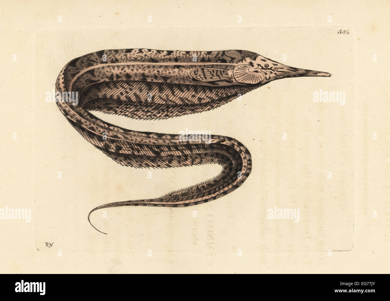 Schleifen der Messer Fisch, Rhamphichthys Rostratus (Rostrated Gymnotus, Gymnotus Rostratus). Stockfoto