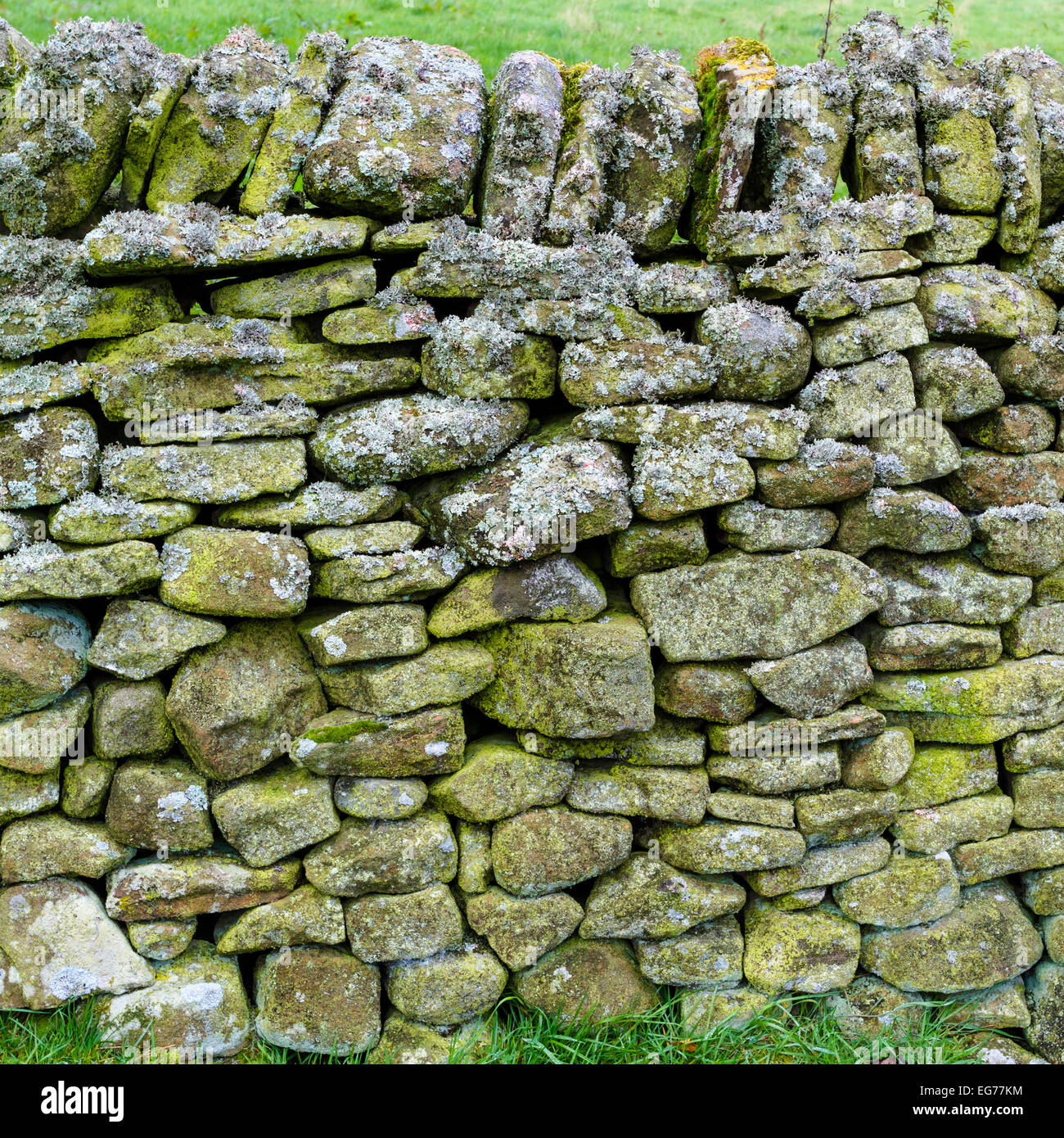 Nahaufnahme einer Trockenmauer mit Flechte Wachstum, Derbyshire, England, Großbritannien Stockfoto