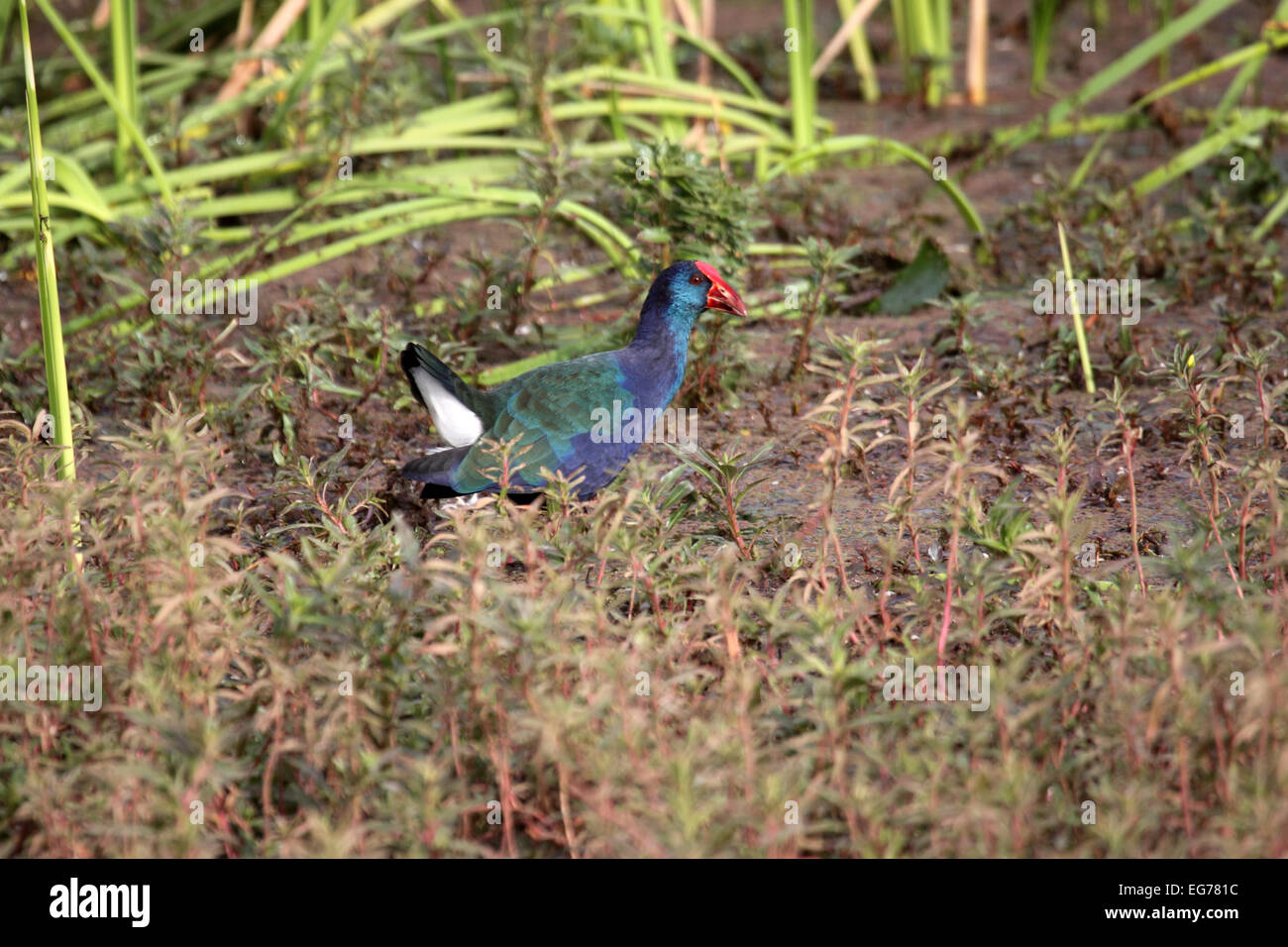 Purpurhuhn marginal Vegetation des Teichs in Senegal Stockfoto
