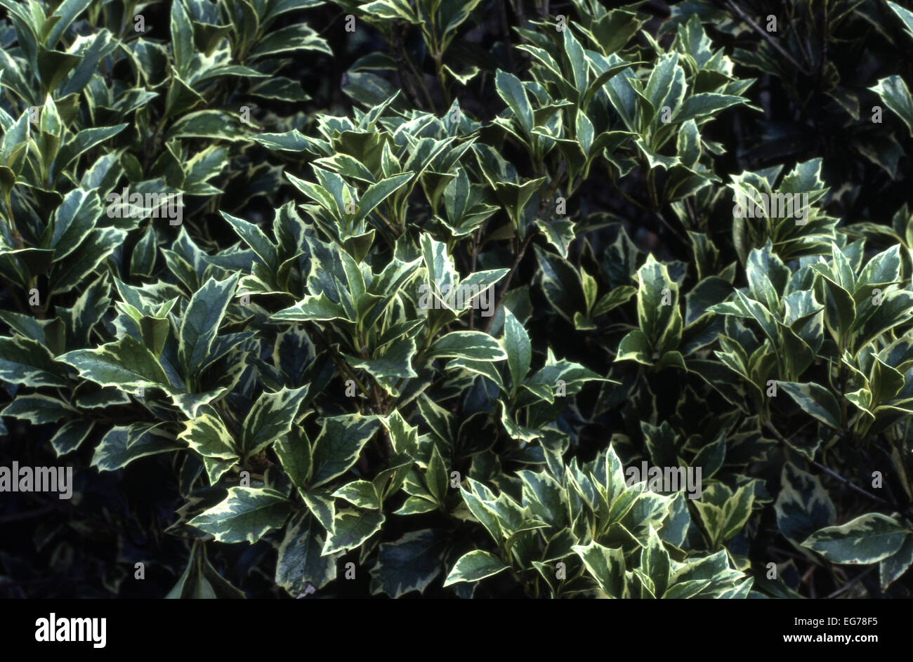 Osmanthus Heterophyllus 'Variegatus' Stockfoto