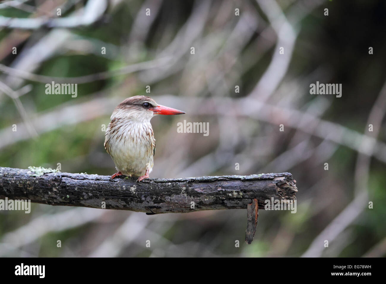 Braun mit Kapuze Kingfisher (Halcyon Albiventris) sitzt auf seinem Hochsitz in Amakhala Game Reserve, Eastern Cape, Südafrika. Stockfoto