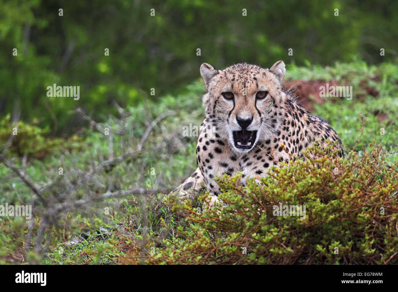 Gepard (Acinonyx Jubatus) in Amakhala Game Reserve, Eastern Cape, Südafrika. Stockfoto