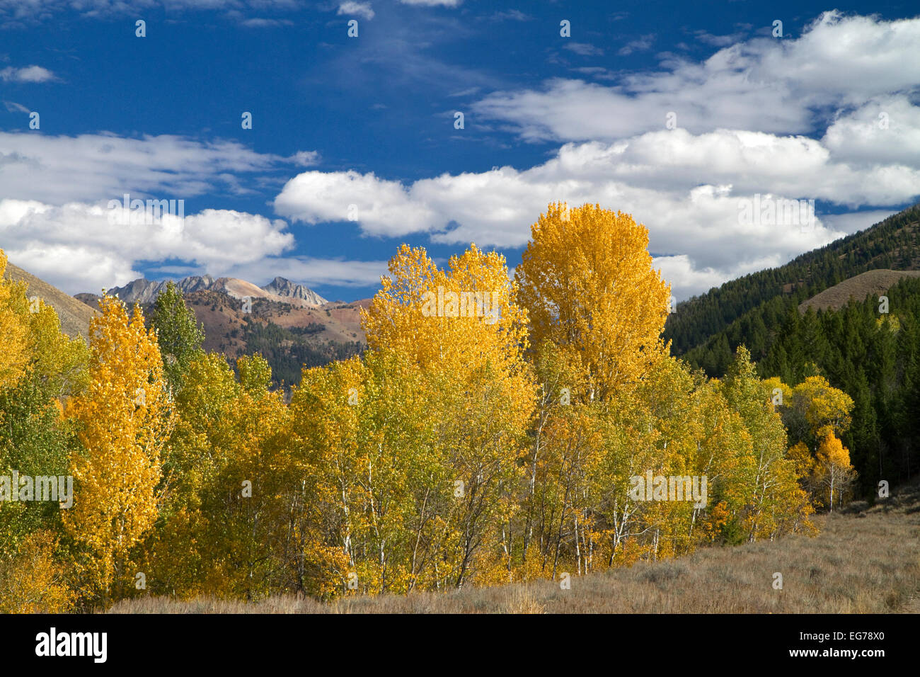 Bäume im Herbst Farbe in der Nähe von Sun Valley, Idaho, USA.  Des Teufels Bettgestell befindet sich am Ende des Canyons. Stockfoto