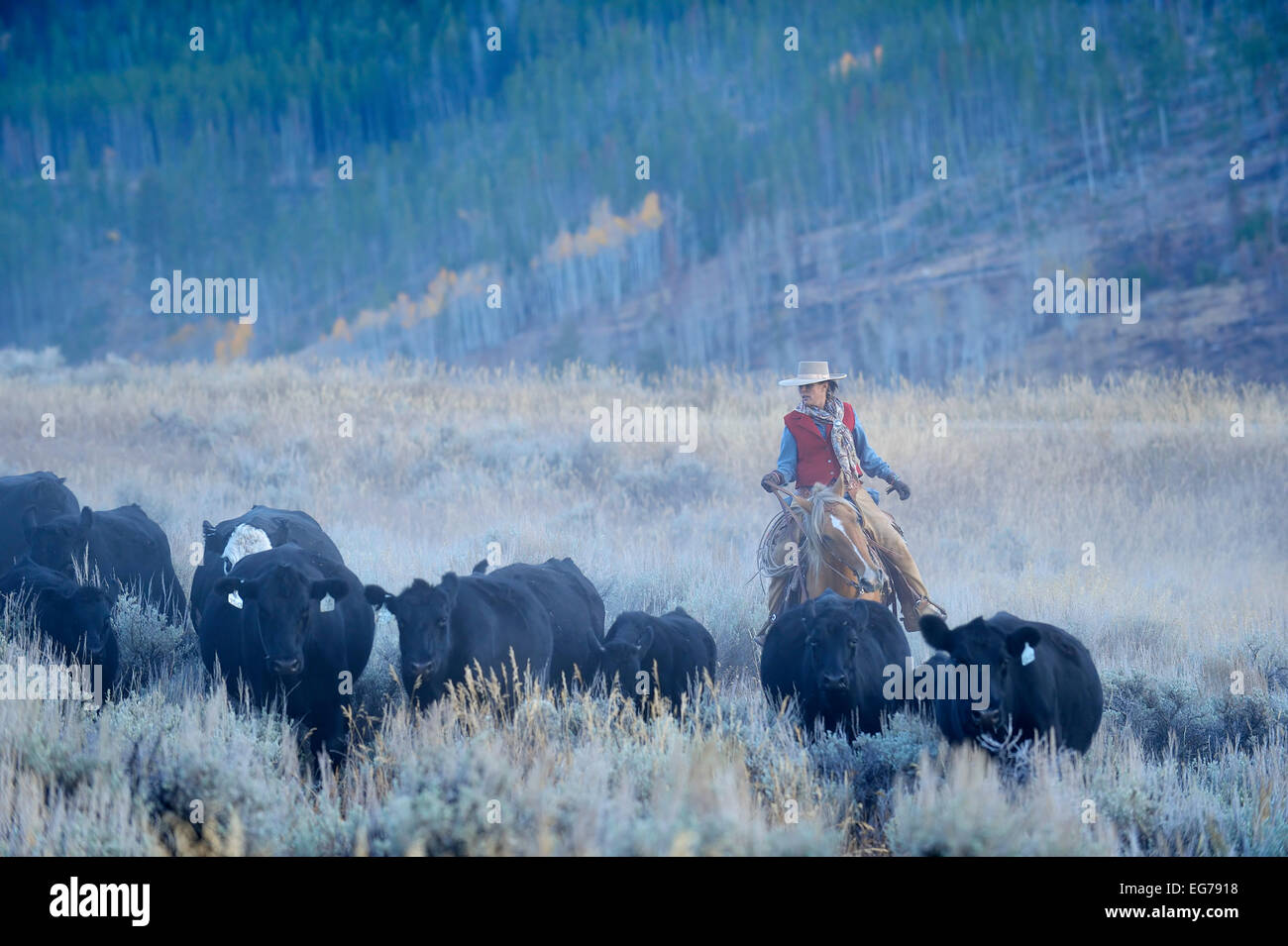 USA, Wyoming, Big Horn Mountains, Cowgirl Hüte Rinder im offenen Bereich Stockfoto