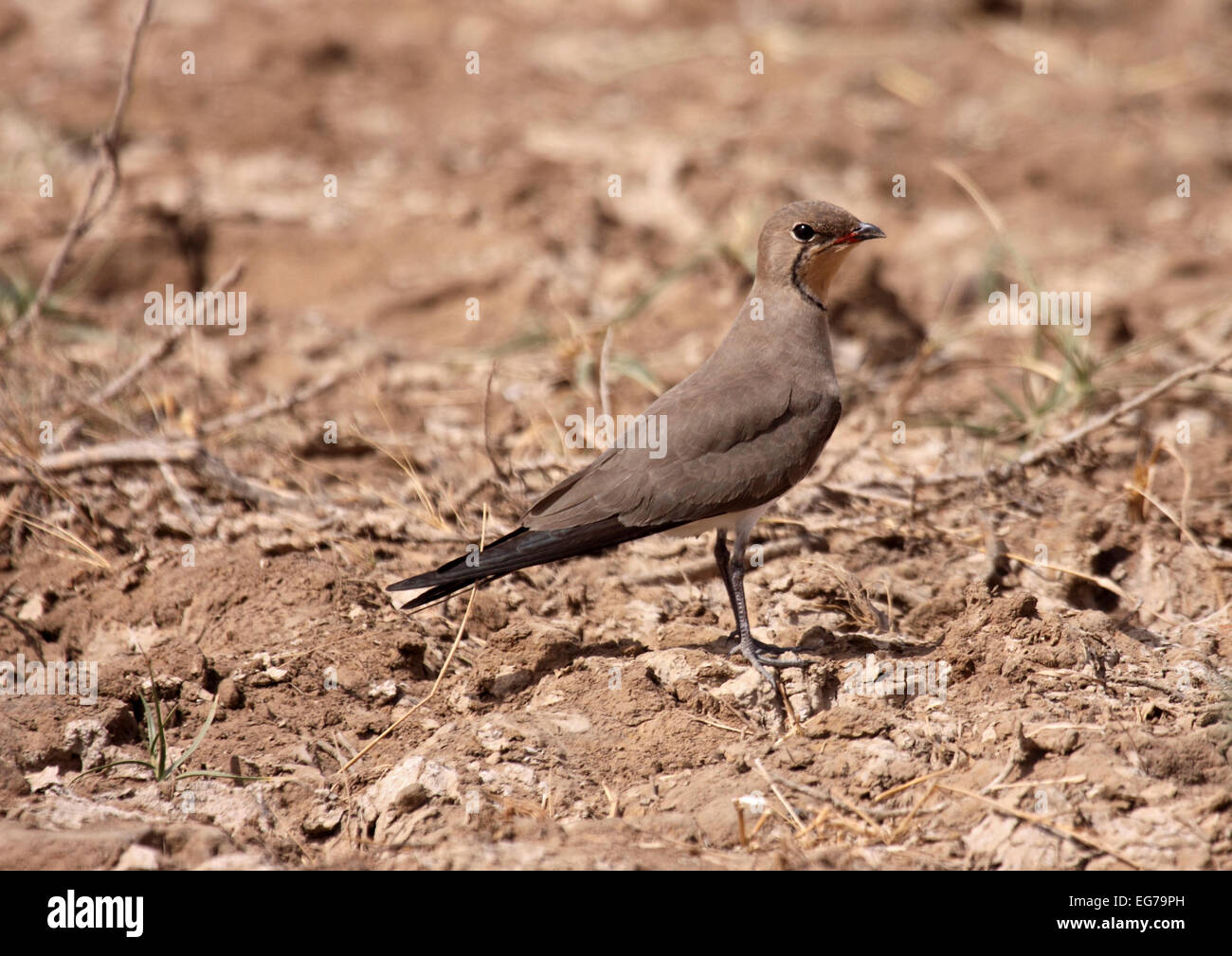 Collared Brachschwalbe auf gebrochene Schlamm ausgetrockneten Moorflächen in Senegal Stockfoto