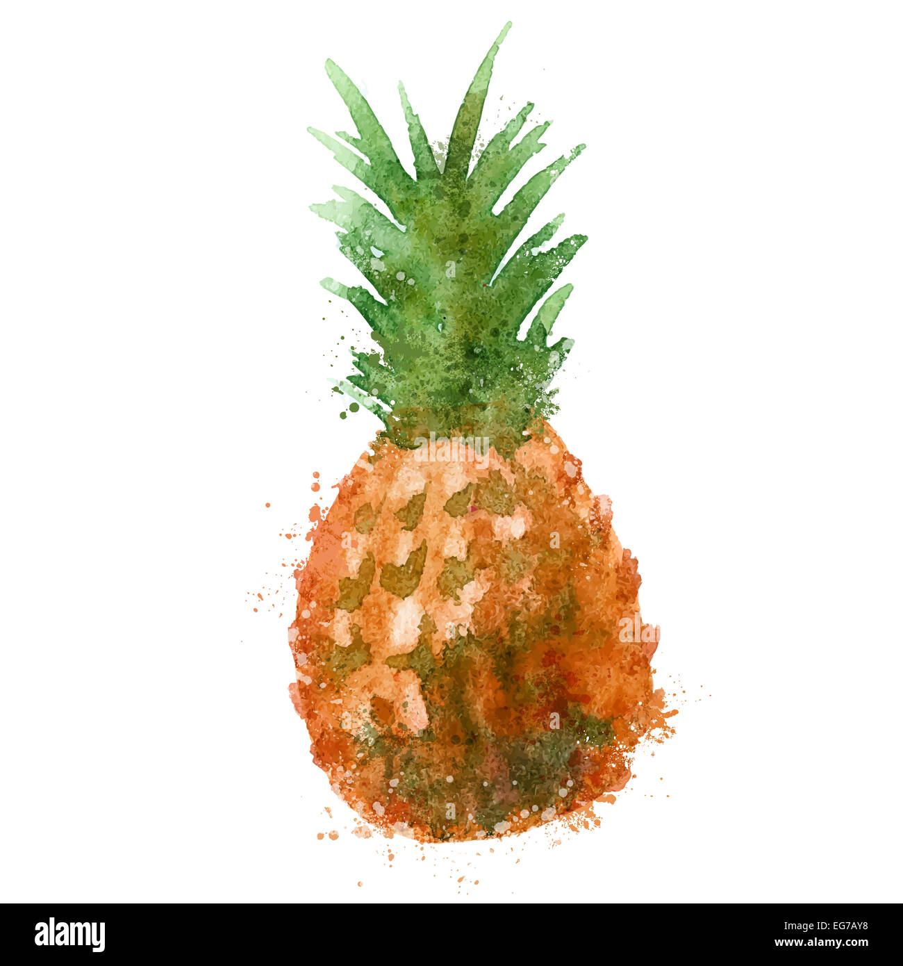 Aquarell. Ananas auf einem weißen Hintergrund. Vektor-illustration Stockfoto