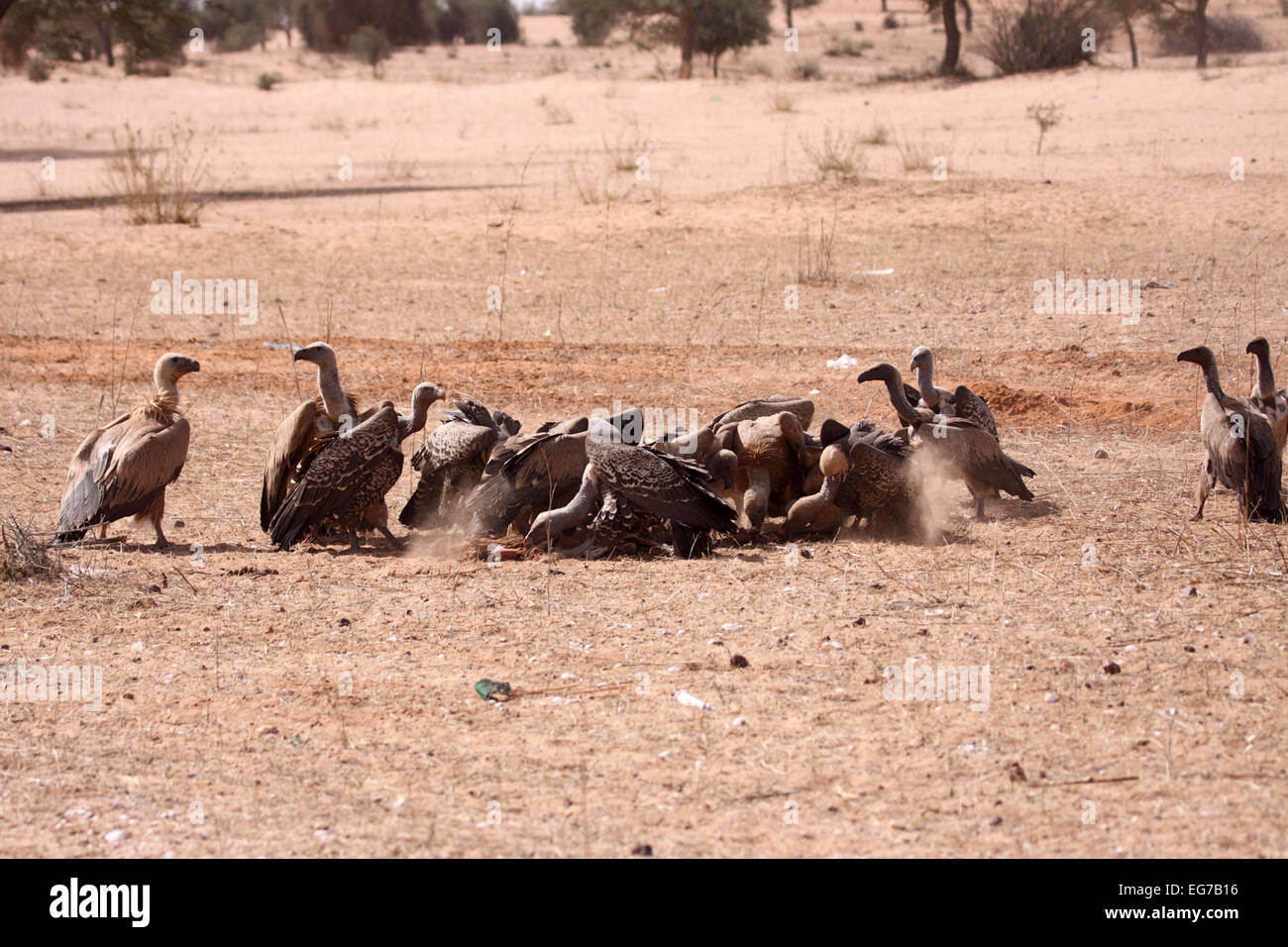 Geier, die Fütterung am Schlachtkörper in Senegal Stockfoto