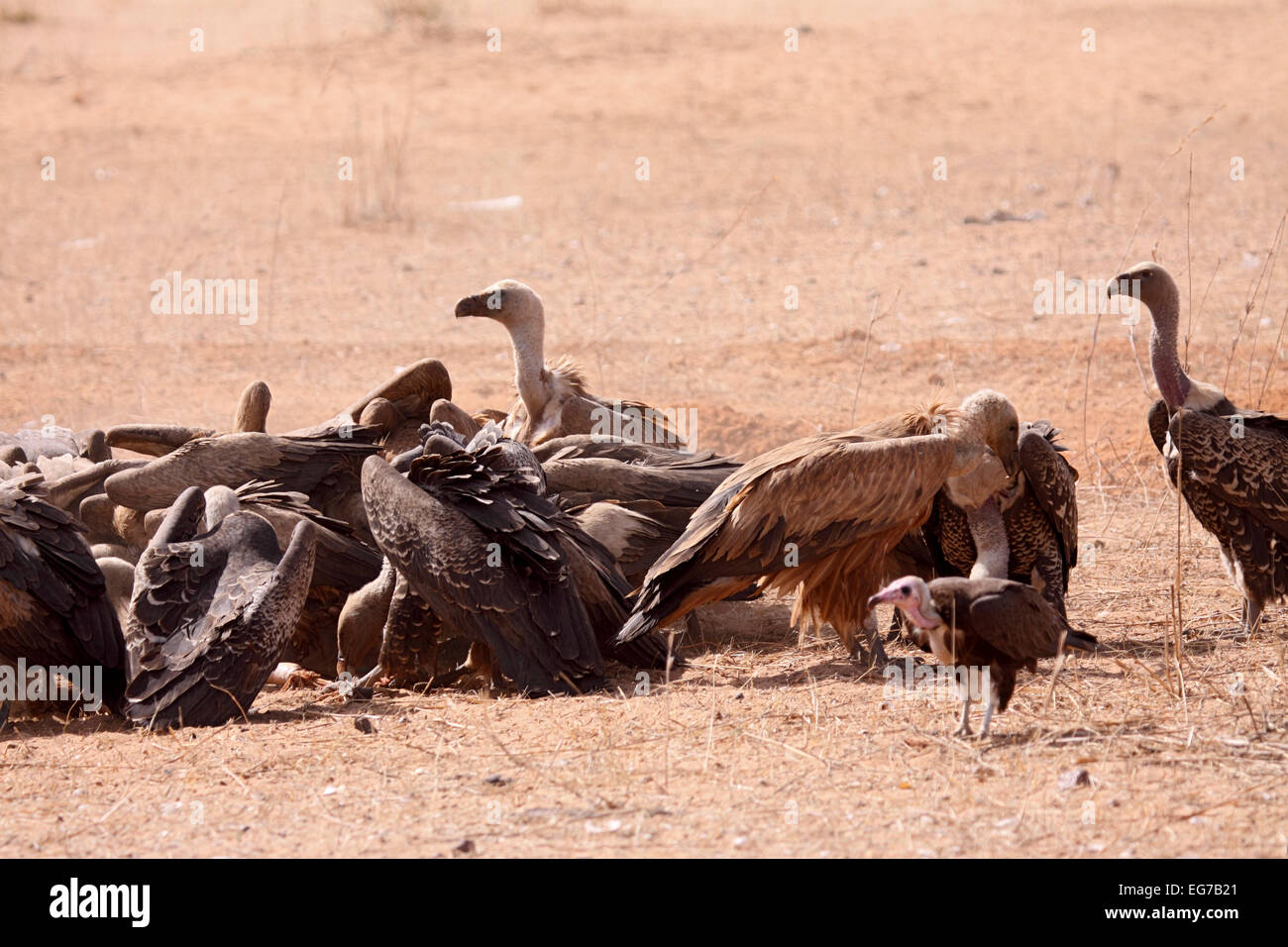 Gemischte Geier Herde Fütterung am Schlachtkörper in Senegal Stockfoto