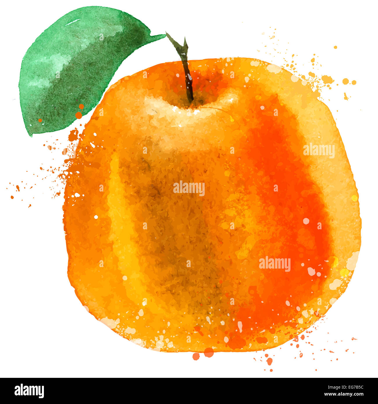 Aquarell. Orange auf weißem Hintergrund. Vektor-illustration Stockfoto