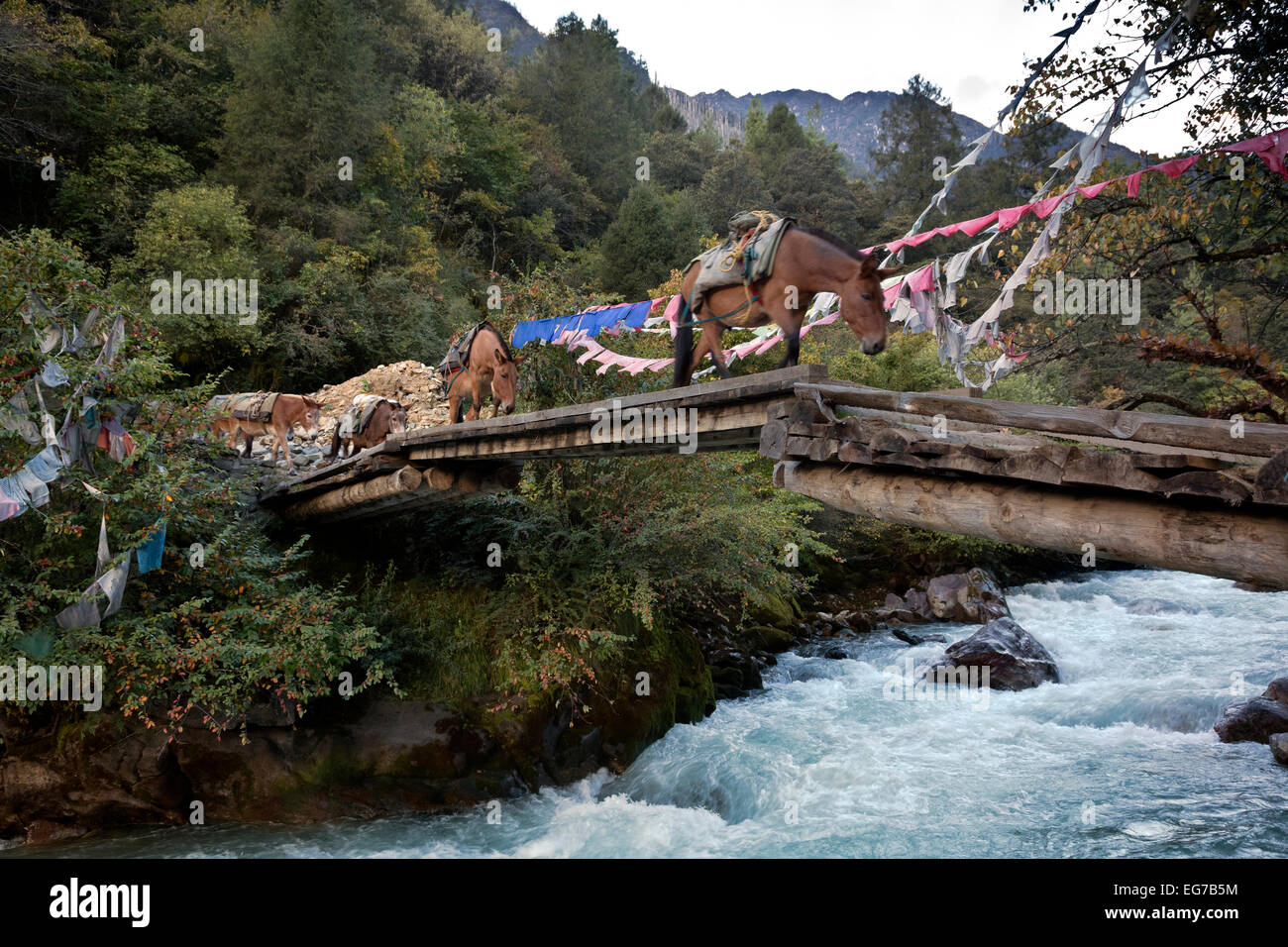 BHUTAN - Ponys, die Kreuzung der Paro Chhu (Fluss) an Sharn Zampa. Diese Ponys Getriebe an dort Trekker Camp geliefert. Stockfoto