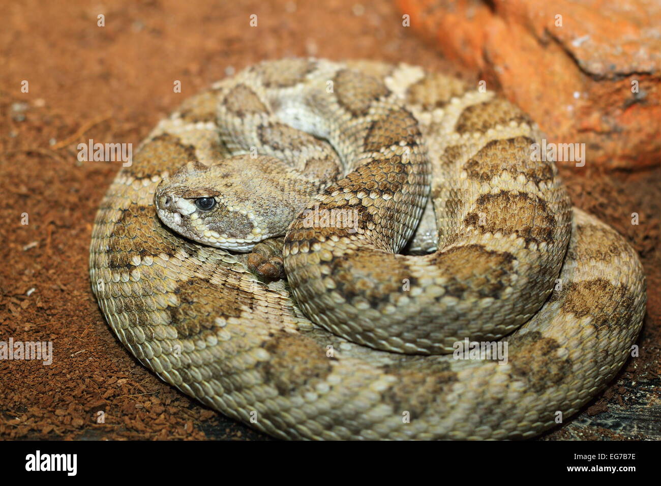 Captive Crotalus Viridis. Prärie-Klapperschlange Stockfoto