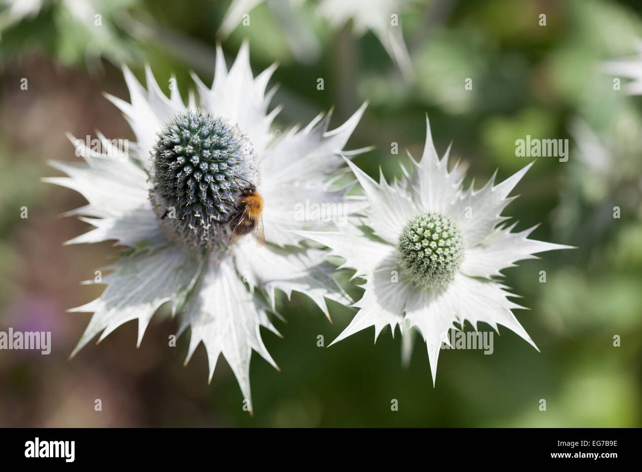 Biene auf Disteln Stockfoto