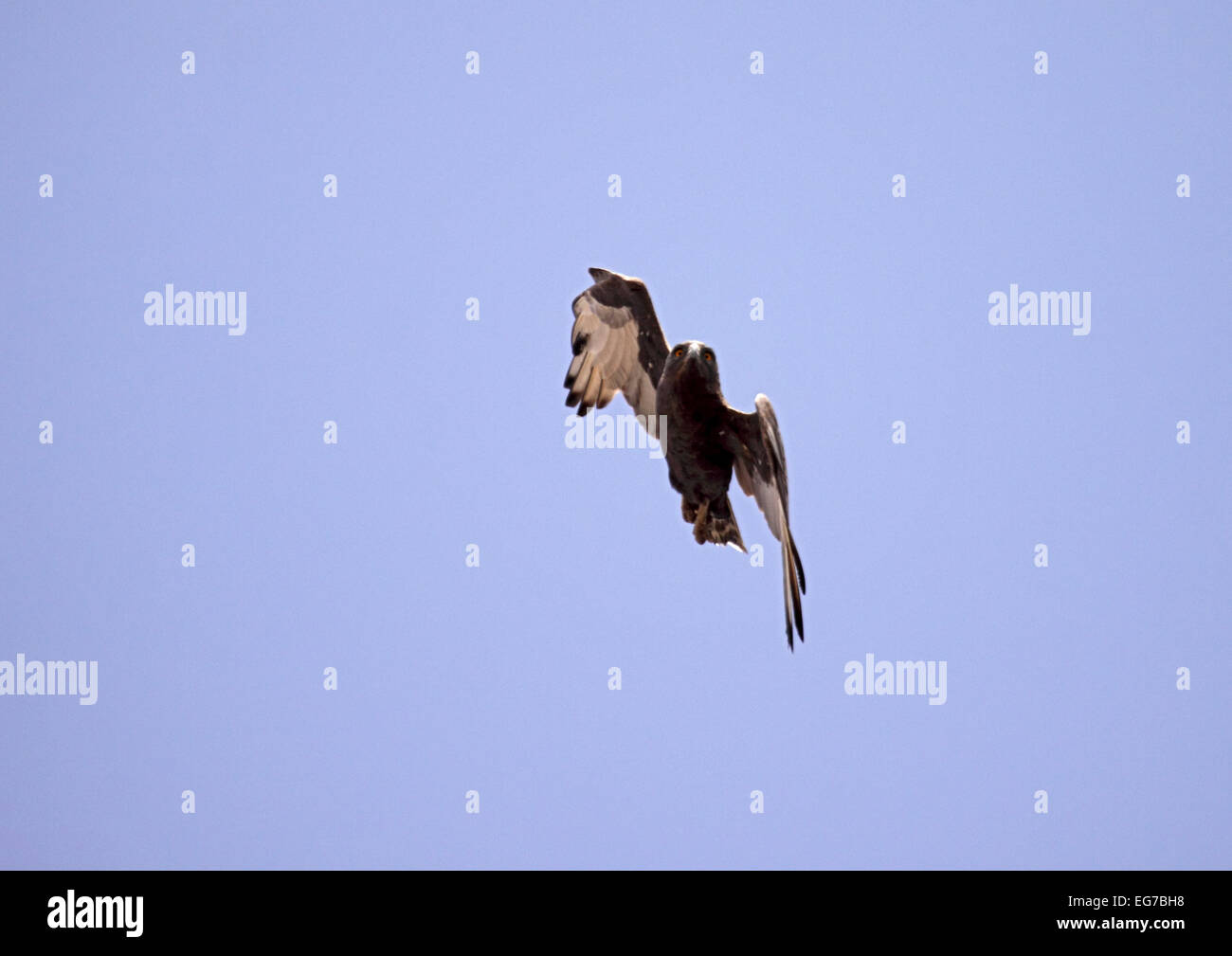 Braune Schlange Adler im Flug im Senegal Stockfoto