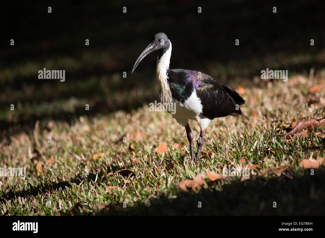 Stroh-necked Ibis, Port Douglas, Australien Stockfoto