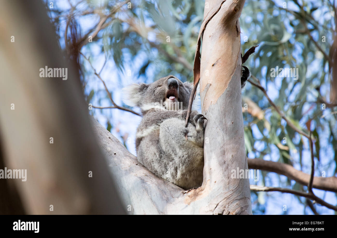 Gähnt wilde Koalas auf Kangaroo Island, Australien Stockfoto