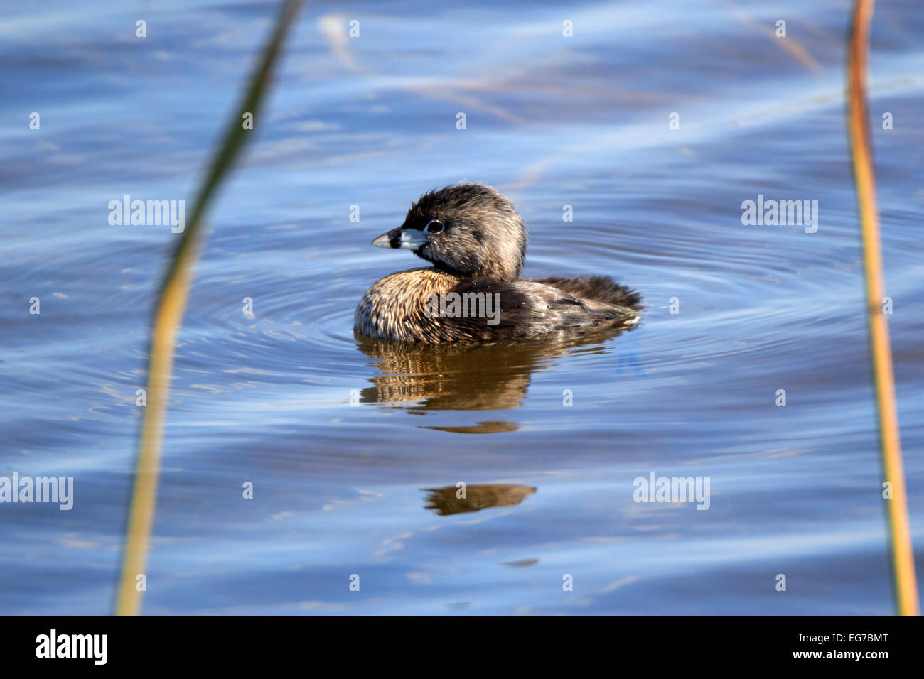 Pied – abgerechnet Grebe, Podilymbus podiceps Stockfoto