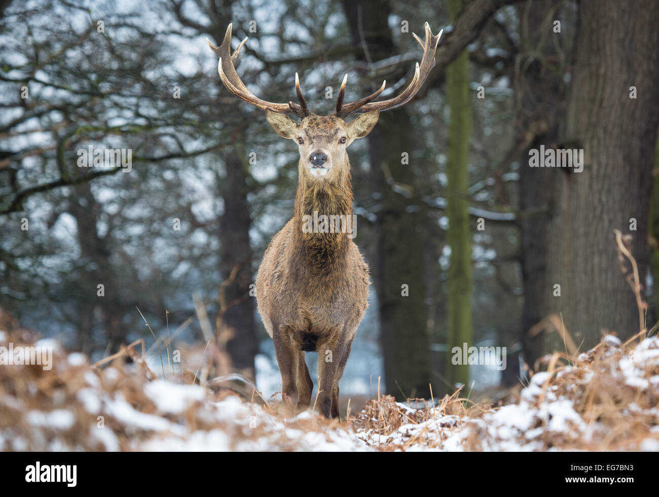 Rotwild-Hirsch im Schnee. Richmond Park Stockfoto