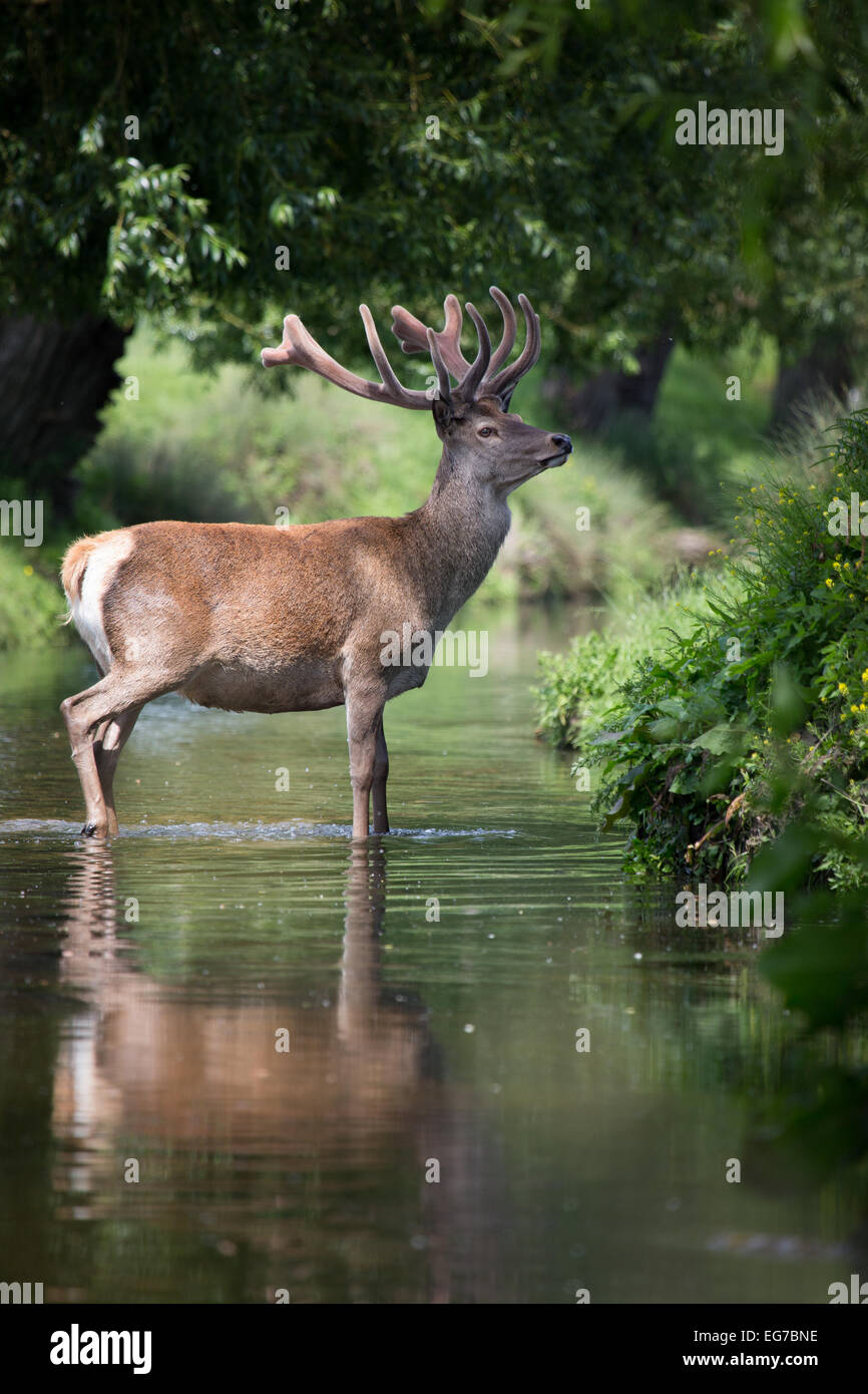 Rotwild-Hirsch im Beverly Bach Fluss, Richmond Park, London Stockfoto