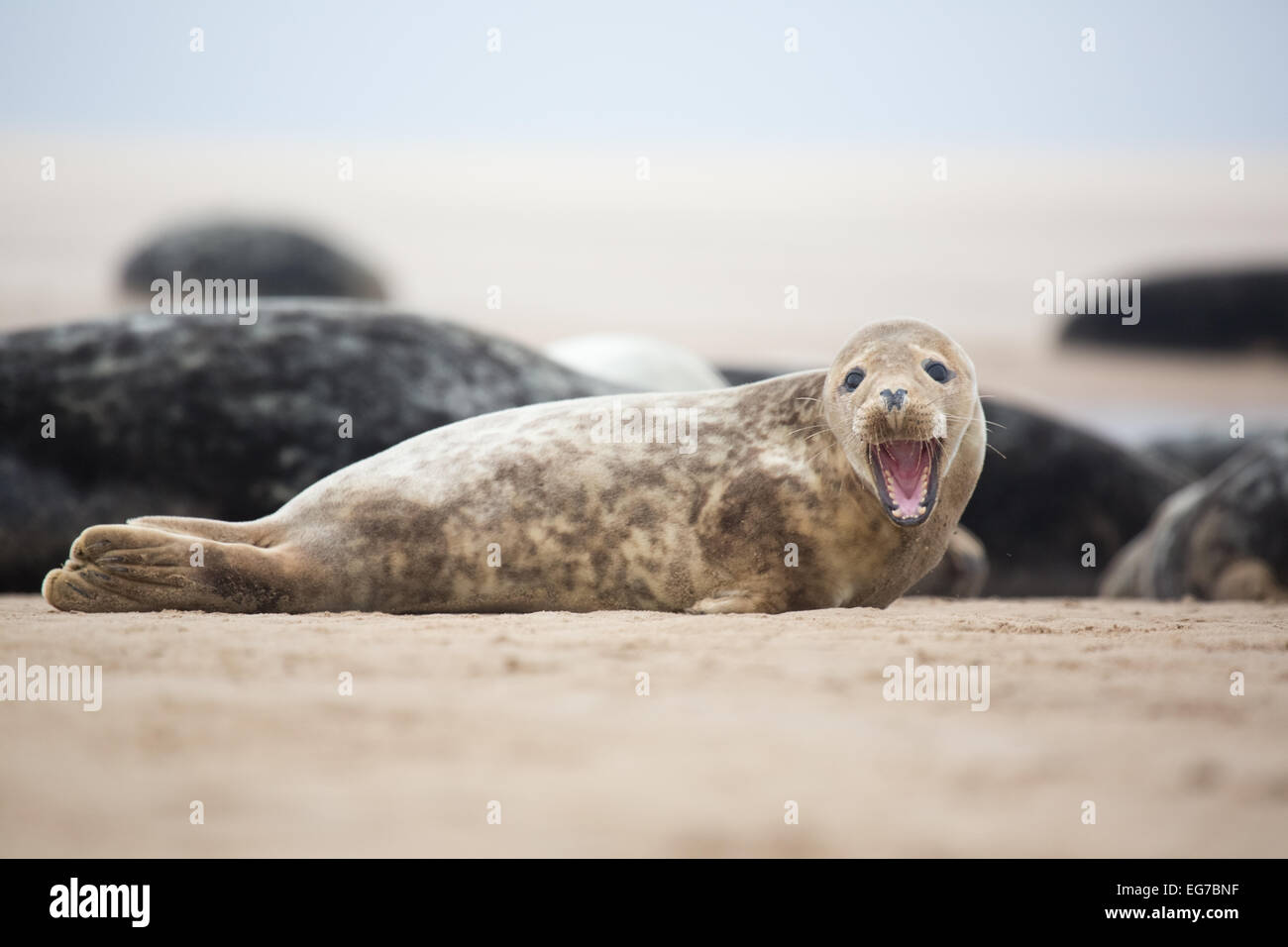 Gemeinsamen Seal Pup fotografiert am Strand von Donna Nook, Lincolnshire UK Stockfoto