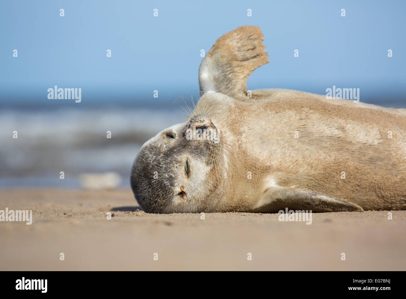 Gemeinsamen Seal Pup fotografiert am Strand von Donna Nook, Lincolnshire UK Stockfoto