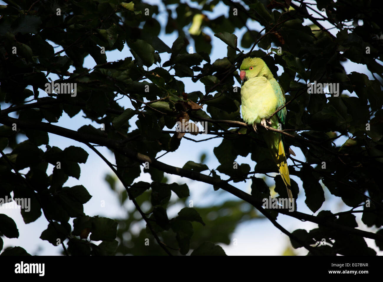 Halsbandsittich im Sonnenlicht. Richmond Park in London Stockfoto