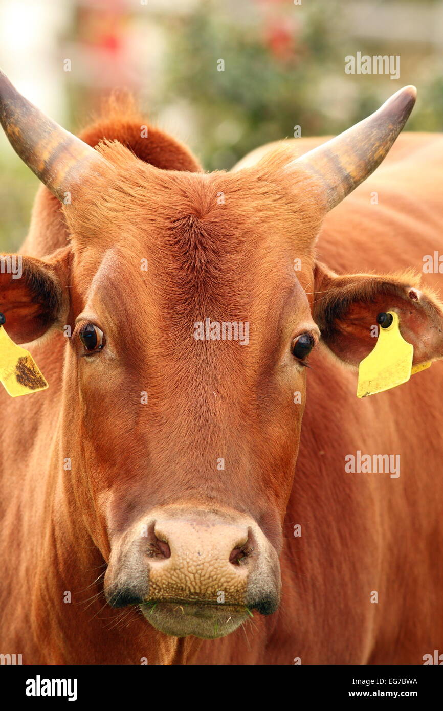 Zebu Kuh Kopf, Porträt auf dem Bauernhof auf einem braunen Tier genommen Stockfoto