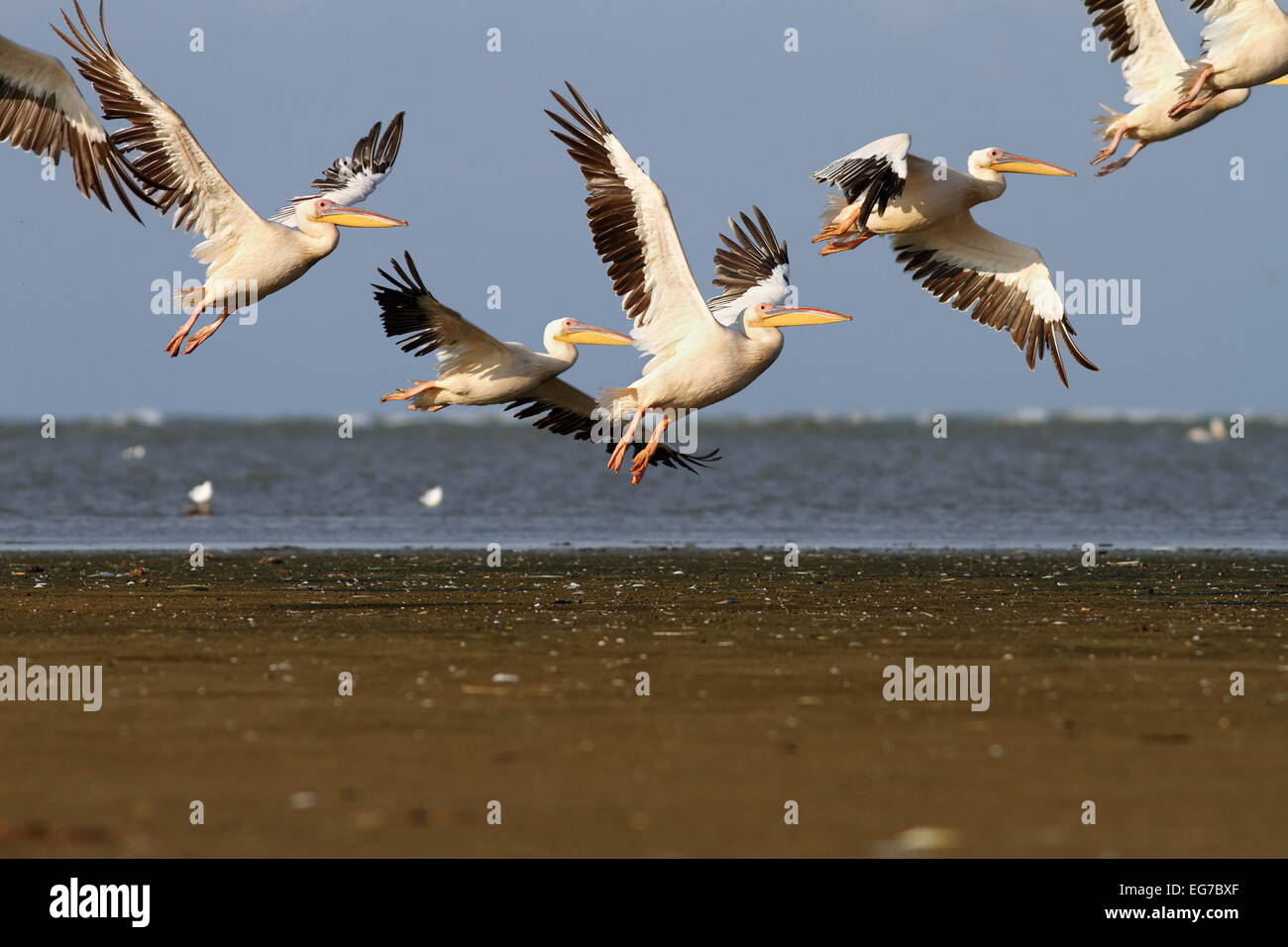 Herde von große Pelikane im Flug über Meer Stockfoto