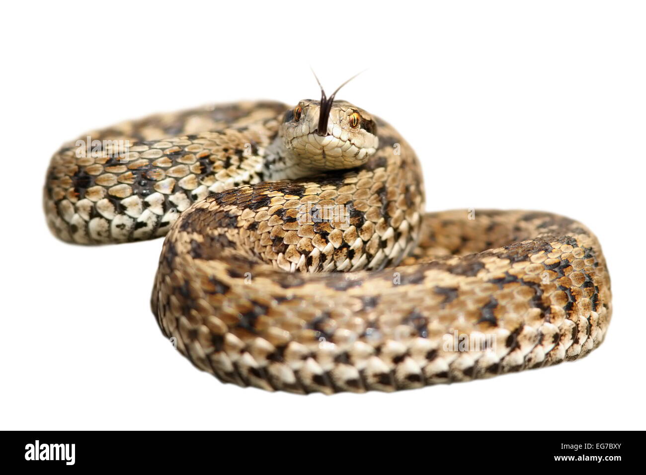 isolierte Giftschlange (Vipera Ursinii Rakosiensis, den schwer fassbaren europäischen Wiesenotter), die zum Angriff bereit Stockfoto