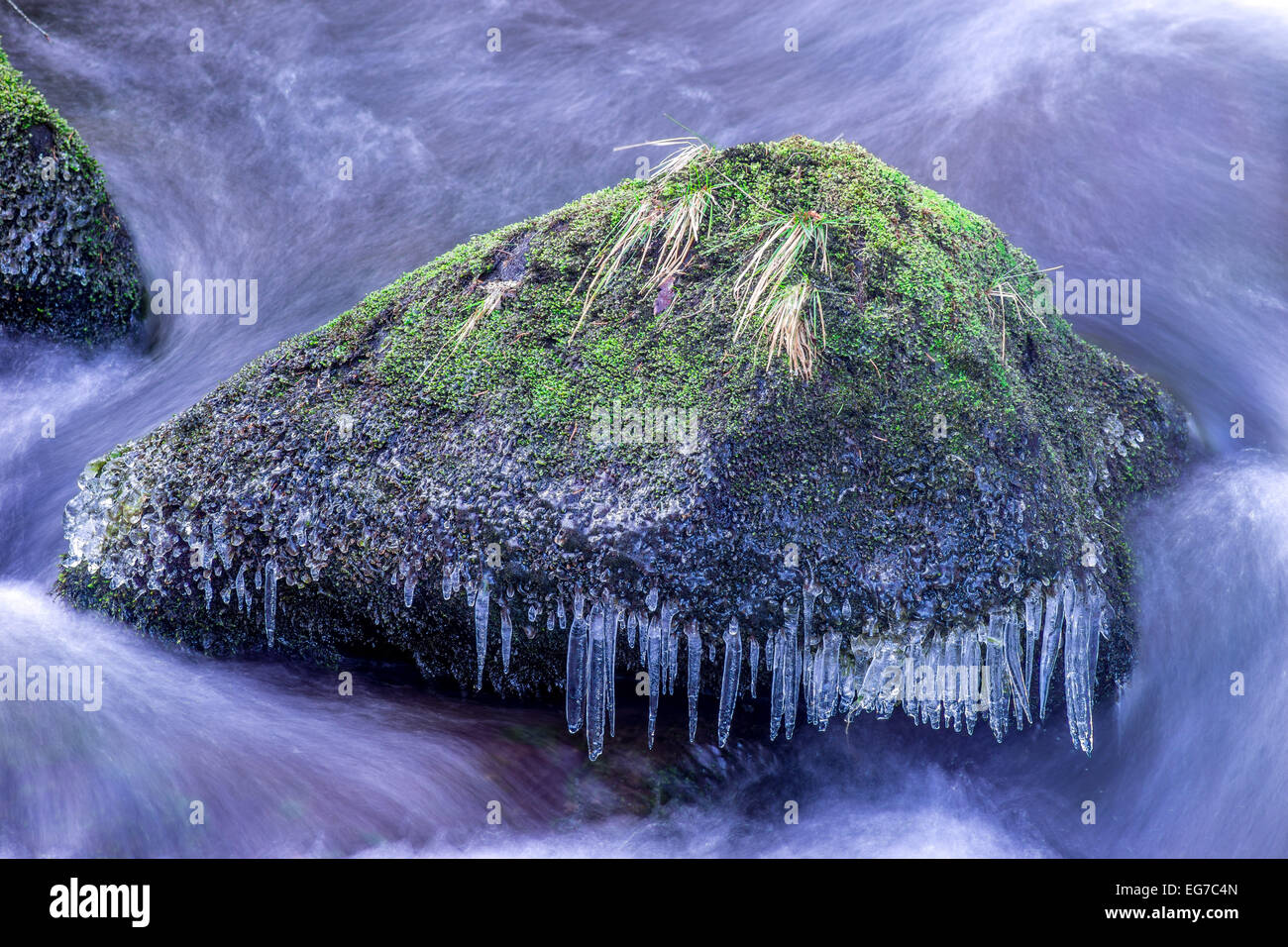 Eiszapfen auf einem bemoosten Felsen im fließenden Wasser winter Stockfoto