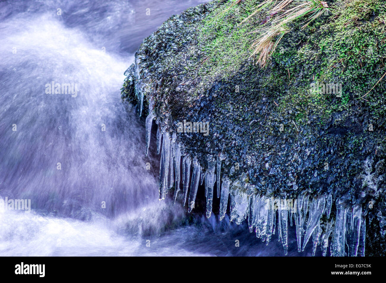 Eiszapfen auf einem bemoosten Felsen im fließenden Wasser winter Stockfoto