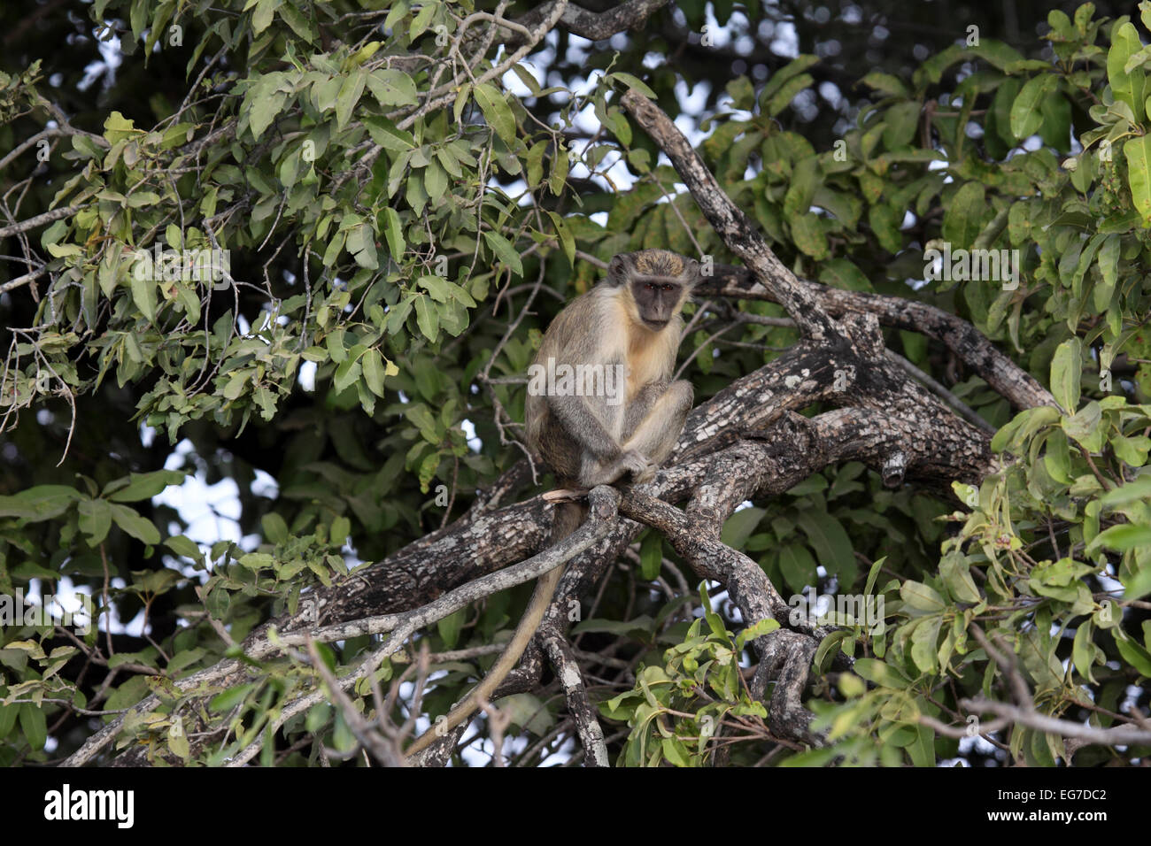 Callithrix Affe sitzt im Oberteil des Baumes in Senegal Stockfoto