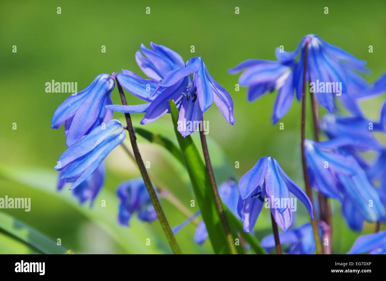 Blaustern - Scilla 02 Stockfoto