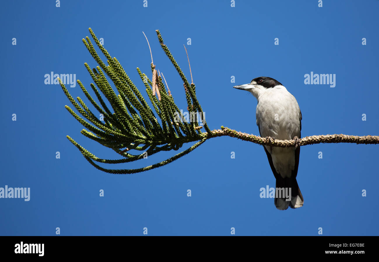 Graue Butcherbird, botanischen Garten Sydney, Australien Stockfoto