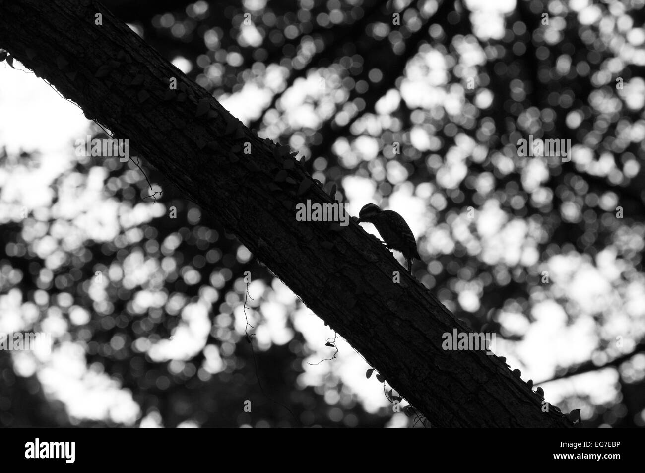 Pygmy Specht, Singapur Stockfoto