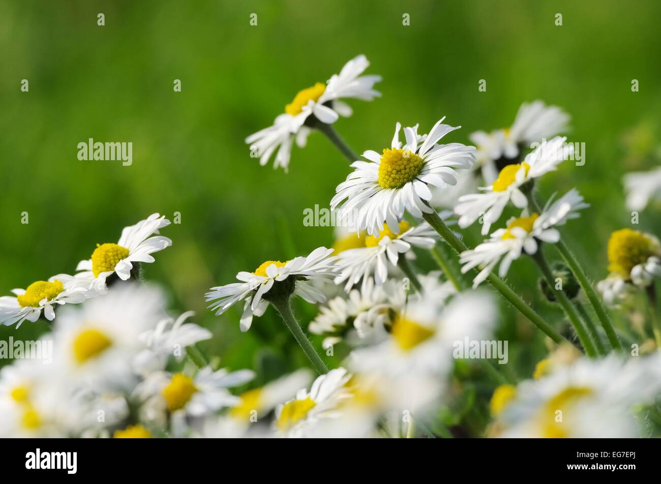 Gänseblümchen - Daisy 06 Stockfoto