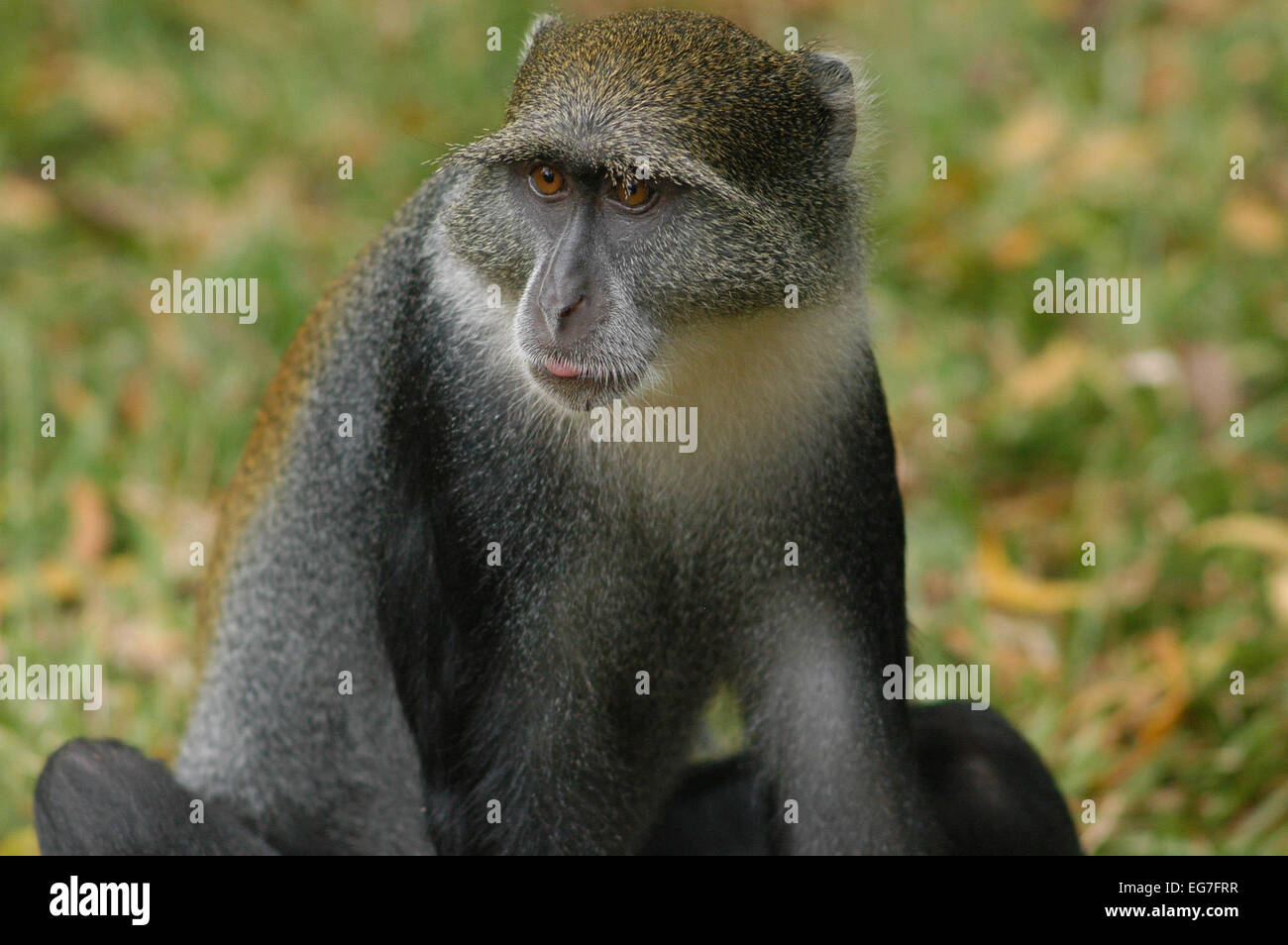 Eine Affe Sykes kommt zum camp Stockfoto