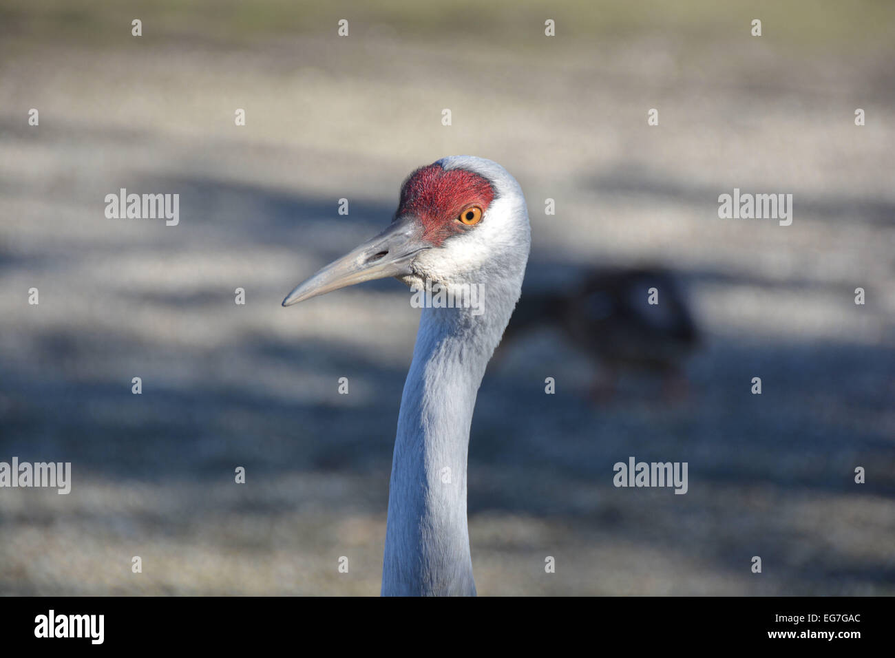 Sandhill Kran Portrait Stockfoto