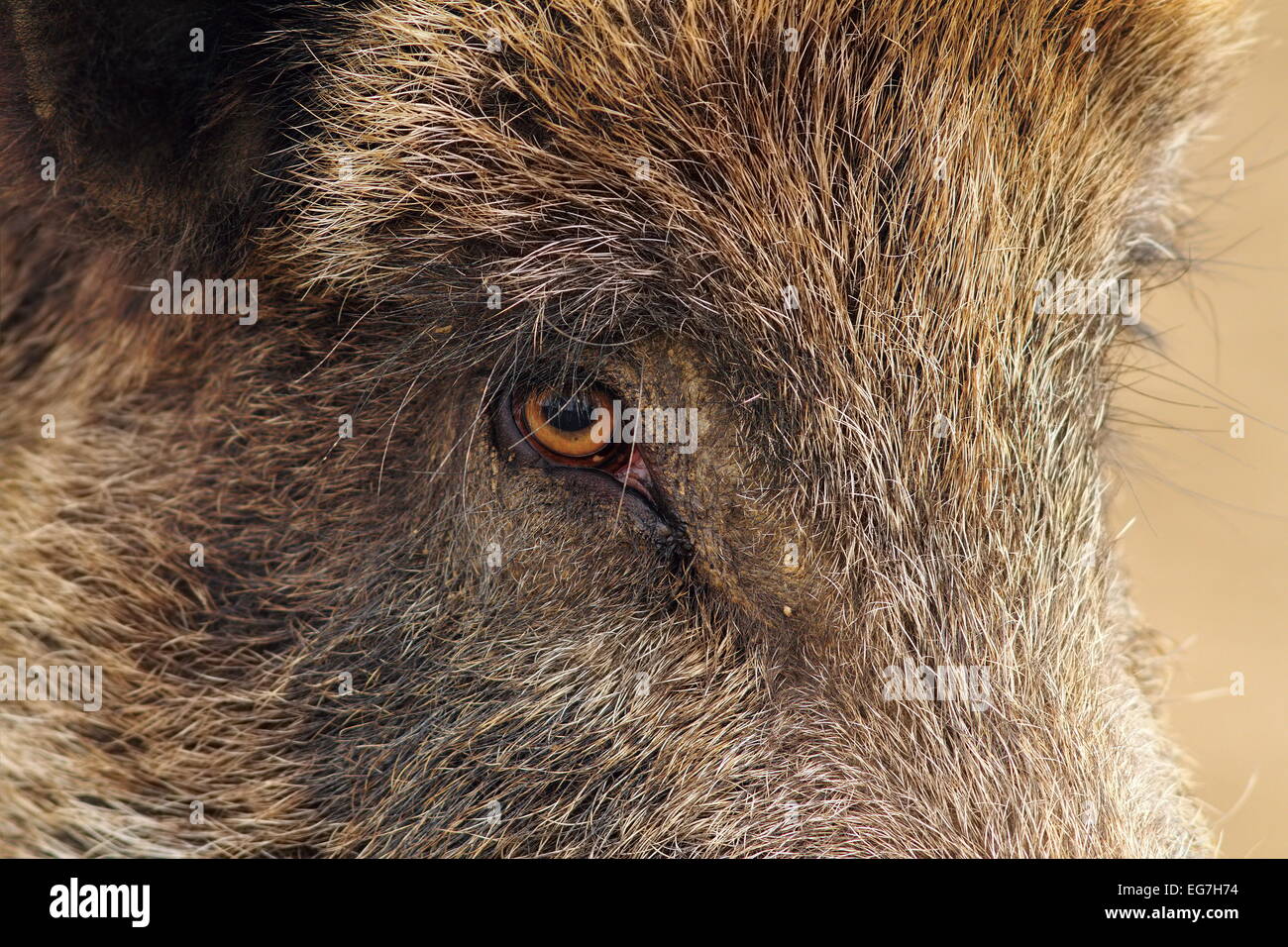 Gesicht Nahaufnahme von einem Wildschwein (Sus Scrofa) Stockfoto