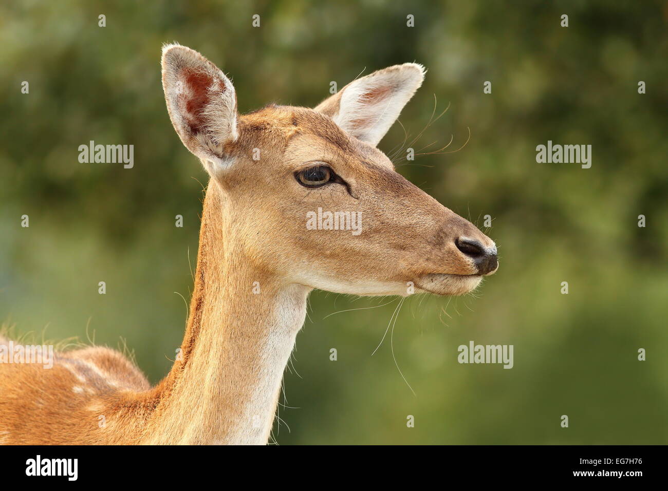 Hind Damhirsche (Dama) über grünen Hintergrund, Porträt Stockfoto