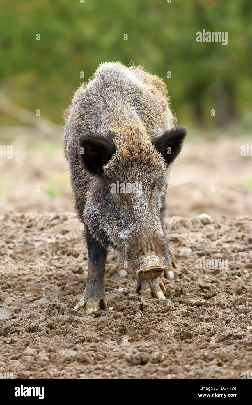 Wildschwein auf einer Jagdfarm (Sus Scrofa) Stockfoto