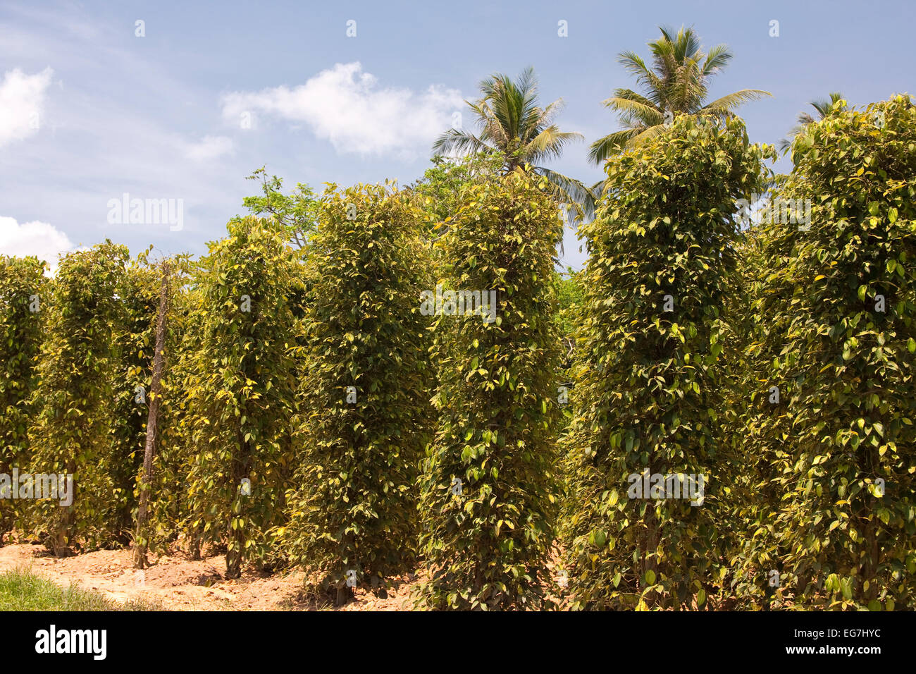 Kaffeeplantage auf der insel phu quoc Fotos und Bildmaterial in hoher