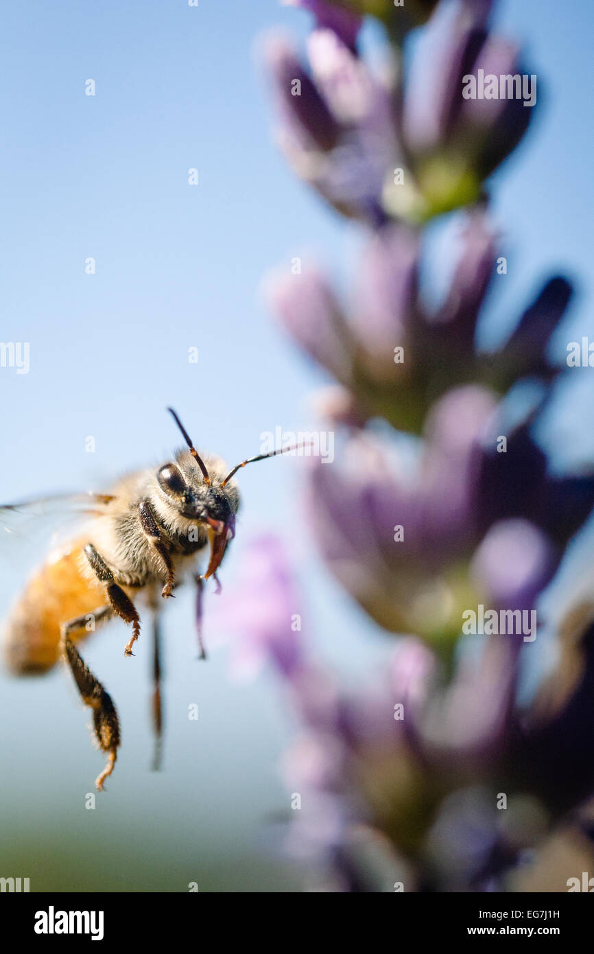 Biene im Flug mit Zunge heraus Stockfoto